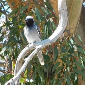 Coracina novaehollandiae at Symonston, ACT - 24 Jan 2025 09:23 AM