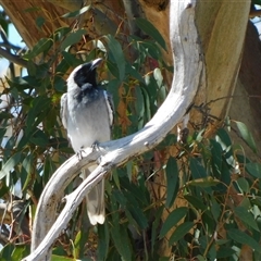 Coracina novaehollandiae at Symonston, ACT - 24 Jan 2025 09:23 AM