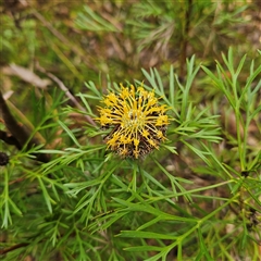 Isopogon anemonifolius (Common Drumsticks) at Ulladulla, NSW - 23 Jan 2025 by MatthewFrawley