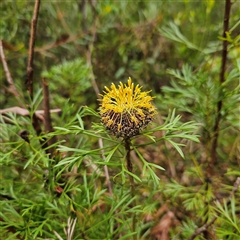 Isopogon anemonifolius at Ulladulla, NSW - suppressed