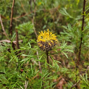 Isopogon anemonifolius at Ulladulla, NSW - suppressed