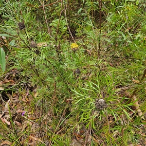 Isopogon anemonifolius at Ulladulla, NSW - suppressed