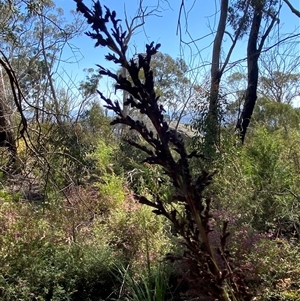 Gahnia sieberiana at Girraween, QLD - suppressed