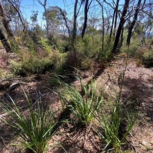 Gahnia sieberiana at Girraween, QLD - suppressed