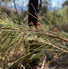 Allocasuarina littoralis (Black She-oak) at Girraween, QLD - 8 Sep 2024 by Tapirlord