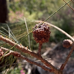Allocasuarina littoralis at Girraween, QLD - 8 Sep 2024 12:32 PM