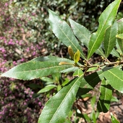 Elaeocarpus reticulatus (Blueberry Ash, Fairy Petticoats) at Girraween, QLD - 8 Sep 2024 by Tapirlord