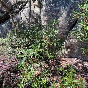 Elaeocarpus reticulatus at Girraween, QLD - 8 Sep 2024 12:31 PM