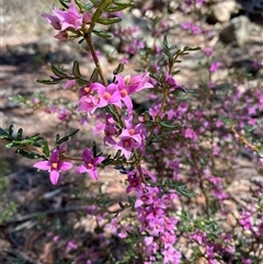 Boronia amabilis (Wyberba Boronia) at Girraween, QLD - 8 Sep 2024 by Tapirlord