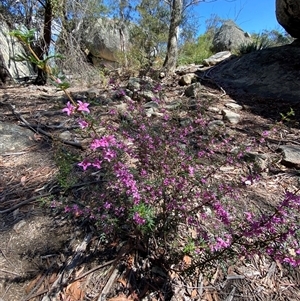 Boronia amabilis at Girraween, QLD - 8 Sep 2024 12:31 PM