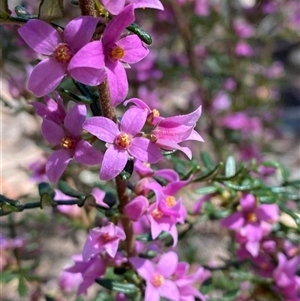 Boronia amabilis at Girraween, QLD - 8 Sep 2024 12:31 PM