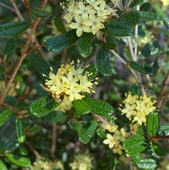 Phebalium graniticola at Girraween, QLD - 8 Sep 2024 by Tapirlord