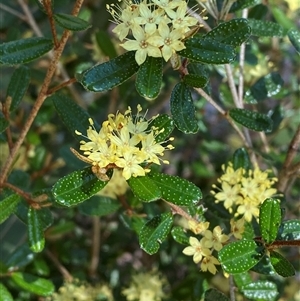 Phebalium graniticola at Girraween, QLD by Tapirlord