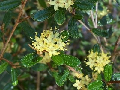 Phebalium graniticola at Girraween, QLD - 8 Sep 2024 by Tapirlord