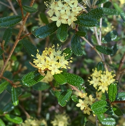 Phebalium graniticola at Girraween, QLD - 8 Sep 2024 by Tapirlord