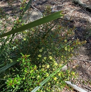 Phebalium graniticola at Girraween, QLD - 8 Sep 2024 12:30 PM