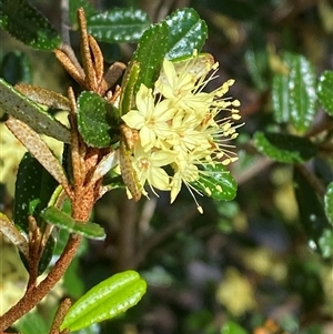 Phebalium graniticola at Girraween, QLD - 8 Sep 2024 12:30 PM