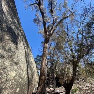 Eucalyptus andrewsii at Girraween, QLD - 8 Sep 2024 12:30 PM