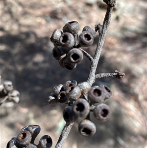 Eucalyptus andrewsii at Girraween, QLD - 8 Sep 2024 12:30 PM