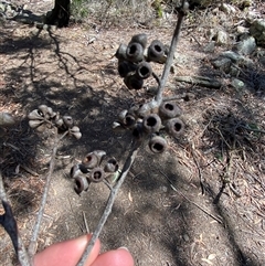 Eucalyptus andrewsii at Girraween, QLD - 8 Sep 2024 12:30 PM