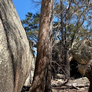 Eucalyptus andrewsii at Girraween, QLD - 8 Sep 2024 12:30 PM