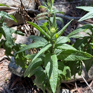 Senecio minimus (Shrubby Fireweed) at Girraween, QLD by Tapirlord