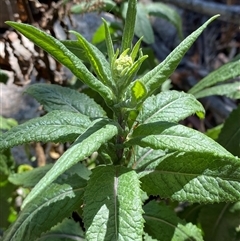 Senecio minimus at Girraween, QLD - 8 Sep 2024 12:30 PM