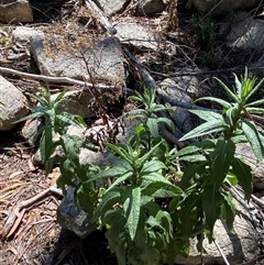 Senecio minimus at Girraween, QLD - 8 Sep 2024 12:30 PM