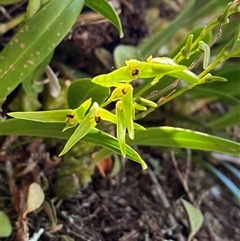 Bulbophyllum elisae (Pineapple Orchid) by Tapirlord