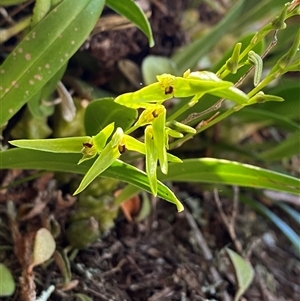 Bulbophyllum elisae (Pineapple Orchid) at Girraween, QLD by Tapirlord