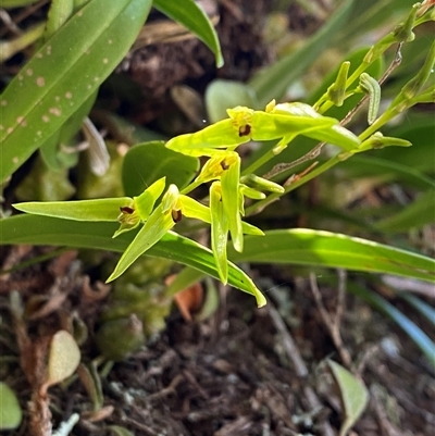 Bulbophyllum elisae (Pineapple Orchid) at Girraween, QLD - 8 Sep 2024 by Tapirlord