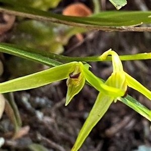 Bulbophyllum elisae at suppressed - suppressed