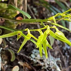 Bulbophyllum elisae at suppressed - suppressed