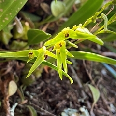 Bulbophyllum elisae at suppressed - suppressed