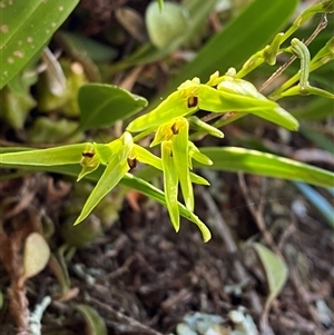 Bulbophyllum elisae at suppressed - suppressed