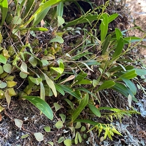 Bulbophyllum elisae at suppressed - suppressed