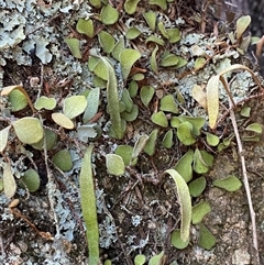 Pyrrosia rupestris (Rock Felt Fern) at Girraween, QLD - 8 Sep 2024 by Tapirlord