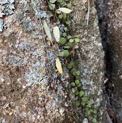 Pyrrosia rupestris at Girraween, QLD - 8 Sep 2024 12:01 PM