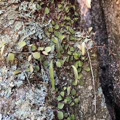 Pyrrosia rupestris at Girraween, QLD - 8 Sep 2024 12:01 PM