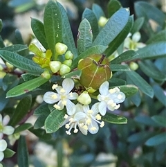 Micrantheum hexandrum (Box Micrantheum) at Girraween, QLD - 8 Sep 2024 by Tapirlord