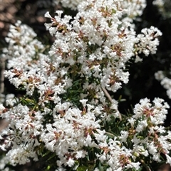 Acrothamnus melaleucoides at Girraween, QLD - 8 Sep 2024 by Tapirlord