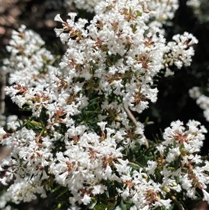 Acrothamnus melaleucoides at Girraween, QLD - 8 Sep 2024 11:56 AM