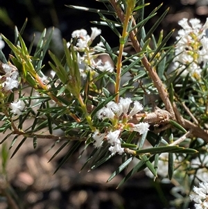 Acrothamnus melaleucoides at Girraween, QLD - 8 Sep 2024 11:56 AM