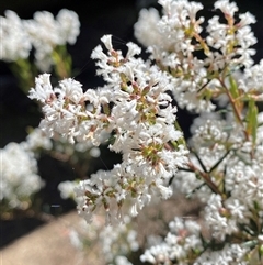 Acrothamnus melaleucoides at Girraween, QLD - 8 Sep 2024 11:56 AM