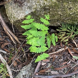 Histiopteris incisa at Girraween, QLD - suppressed