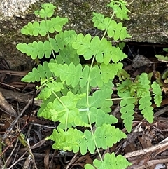 Histiopteris incisa at Girraween, QLD - suppressed