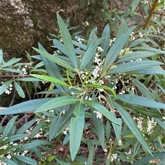 Zieria arborescens subsp. glabrifolia at Girraween, QLD - 8 Sep 2024 by Tapirlord