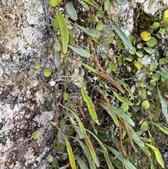 Pyrrosia rupestris (Rock Felt Fern) at Girraween, QLD - 8 Sep 2024 by Tapirlord