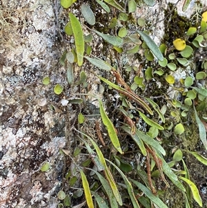 Pyrrosia rupestris (Rock Felt Fern) at Girraween, QLD by Tapirlord