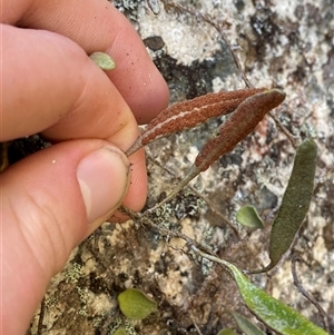 Pyrrosia rupestris at Girraween, QLD - 8 Sep 2024 10:38 AM